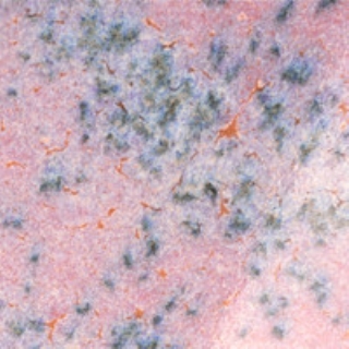 cr-18_over_c-33_macro2_web_74467.jpg
