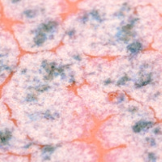 cr-18_over_c-55_macro5_web_44416.jpg