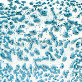 cr-22_speckledteal_1280pxx1280px_website_82361.jpg